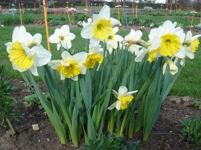 Narcissus grande couronne 'Ice Follies' PB 5